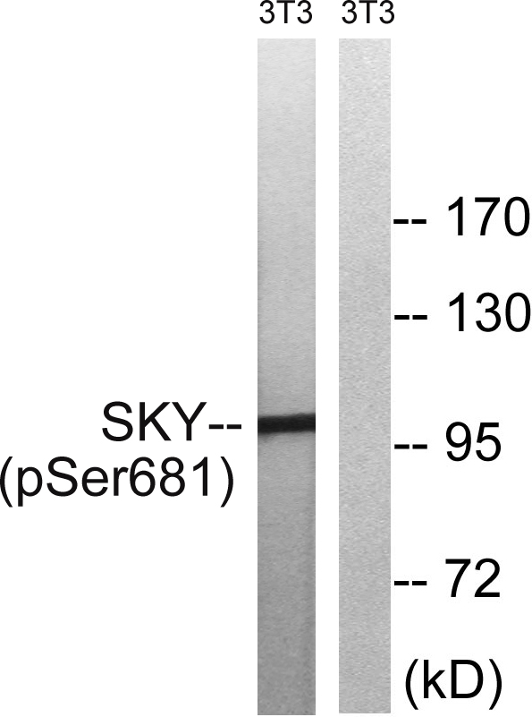 p-MERTK/TYRO3 (Y749/Y681) Ab