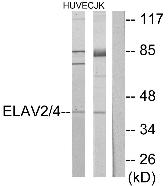 ELAV2/4 Ab