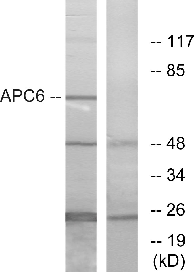 CDC16 Ab