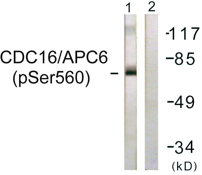 p-CDC16 (S560) Ab