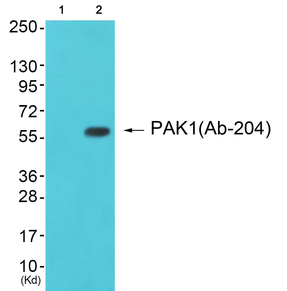 PAK1 Ab