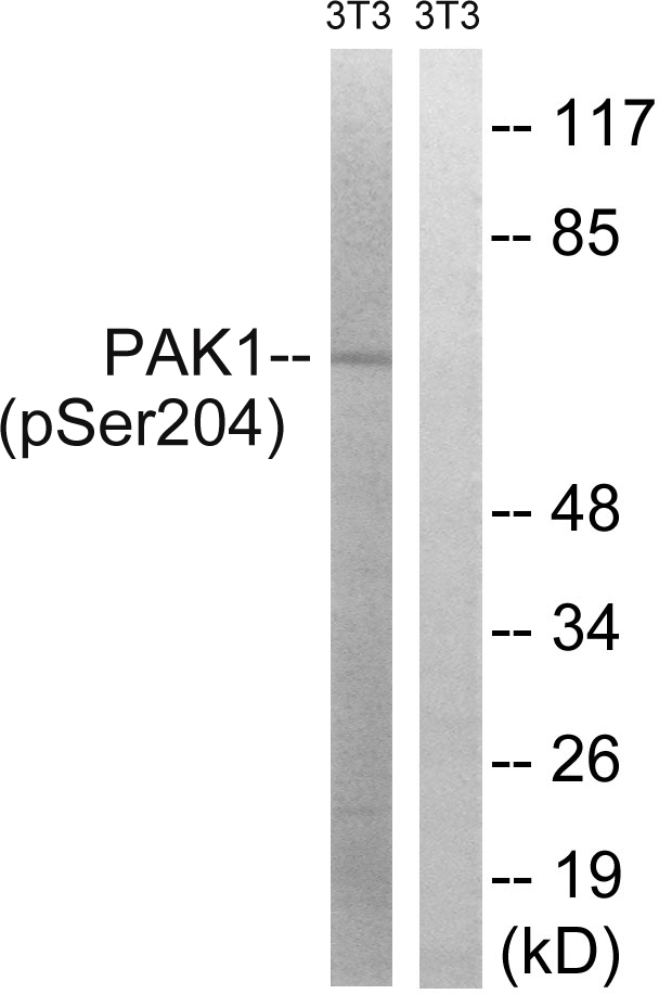 p-PAK1 (S204) Ab