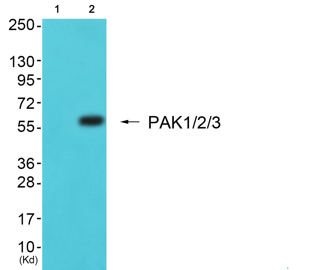 PAK1/2/3 Ab