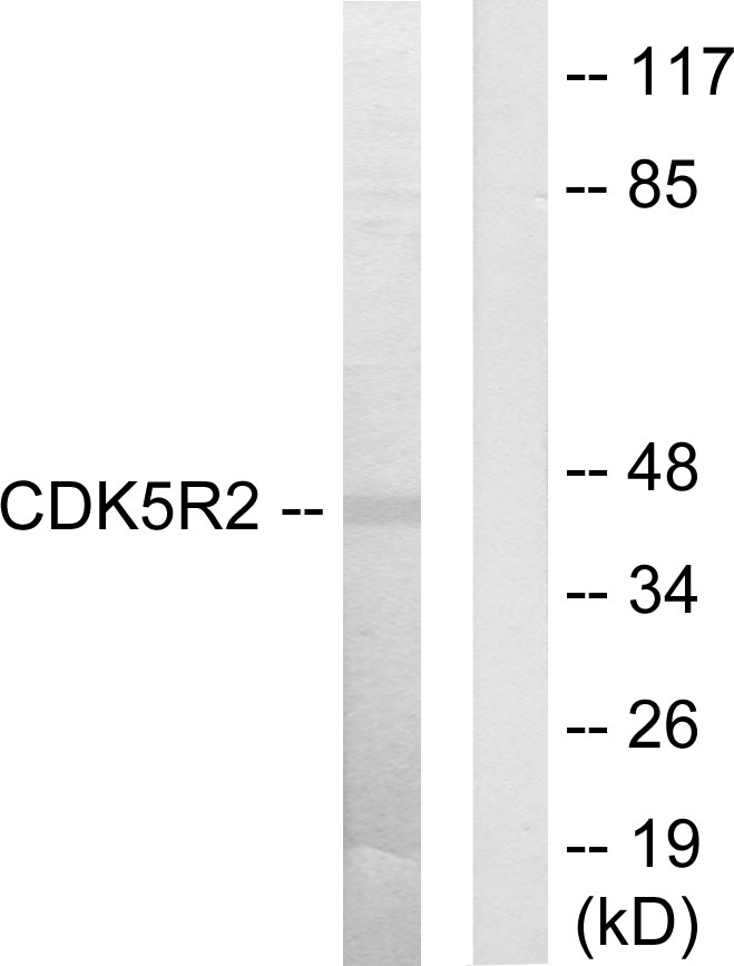 CDK5 activator 2 Ab