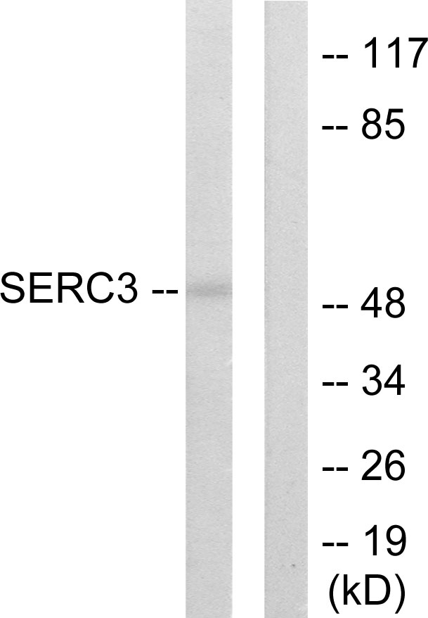 SERINC3 Ab