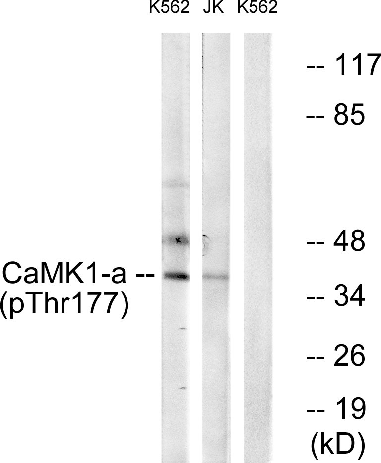 p-CaMKI (T177) Ab