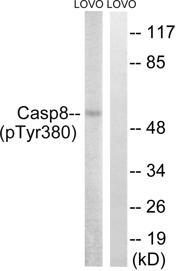 p-Caspase 8 (Y380) Ab