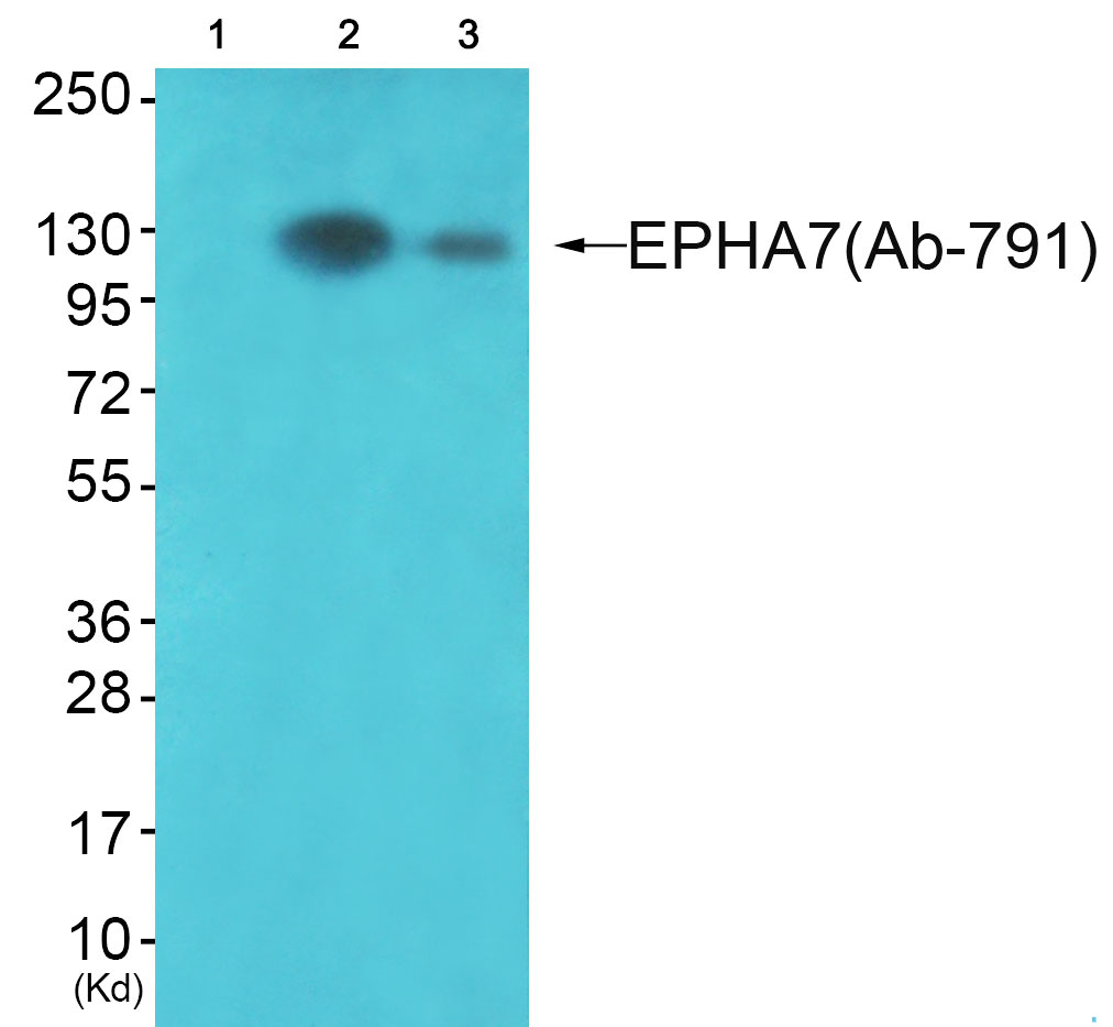 Ephrin A receptor 7 Ab