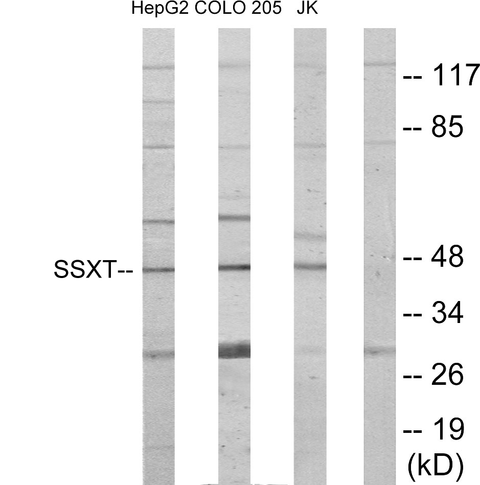 SSXT Ab