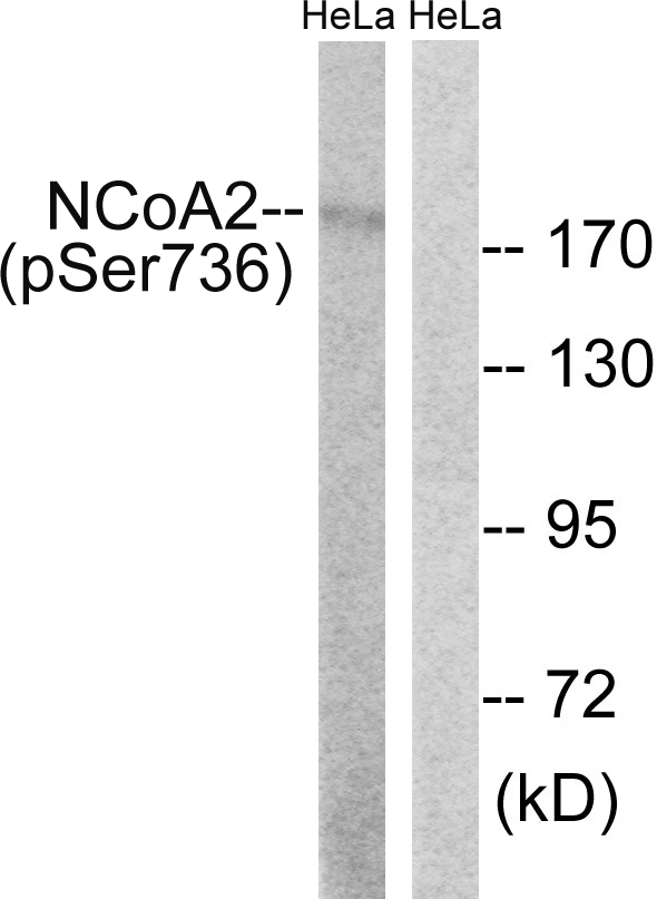 p-NCoA 2 (S736) Ab