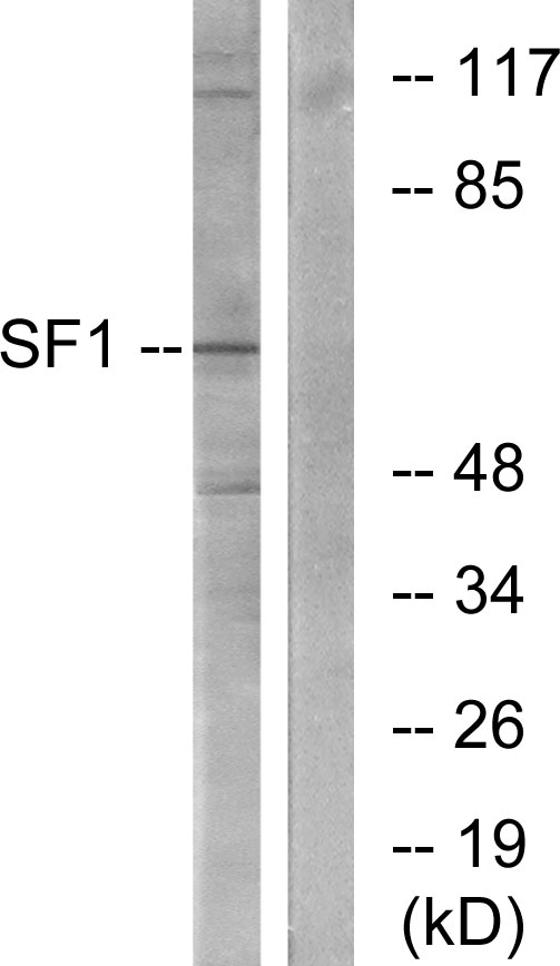 Splicing factor 1 Ab