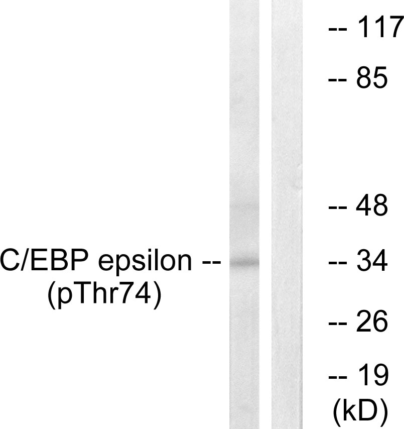 p-CEBP epsilon (T74) Ab