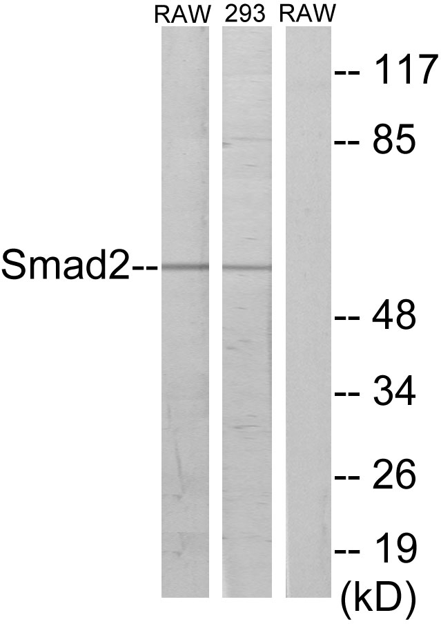 SMAD2 Ab