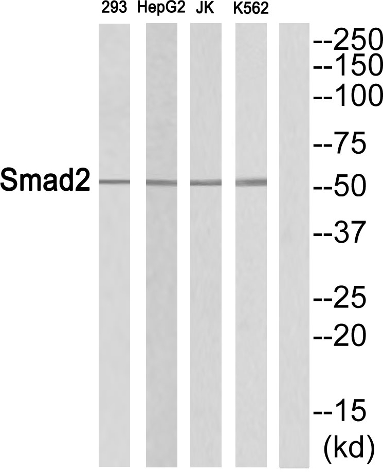 SMAD2 Ab