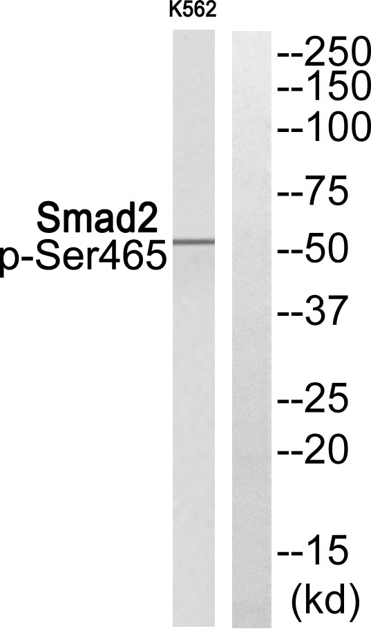 p-SMAD2 (S465) Ab