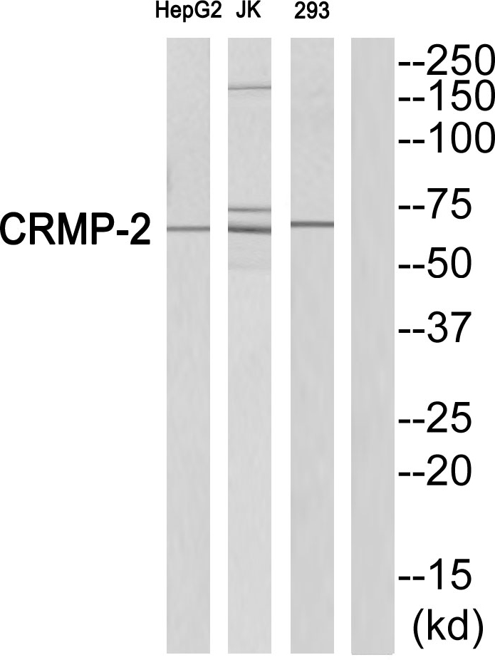 DRP 2 Ab