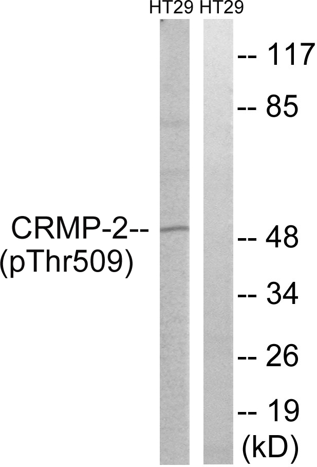 p-DRP 2 (T509) Ab