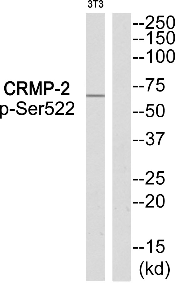 p-DRP 2 (S522) Ab