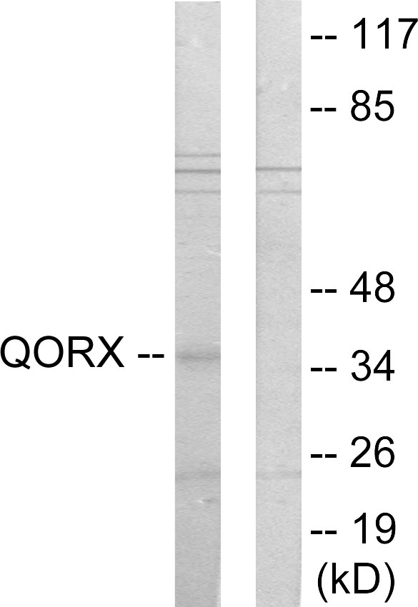 Quinone oxidoreductase PIG3 Ab