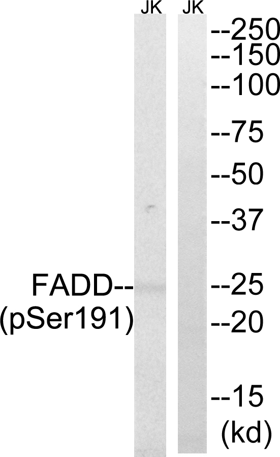 p-Fadd (S191) Ab