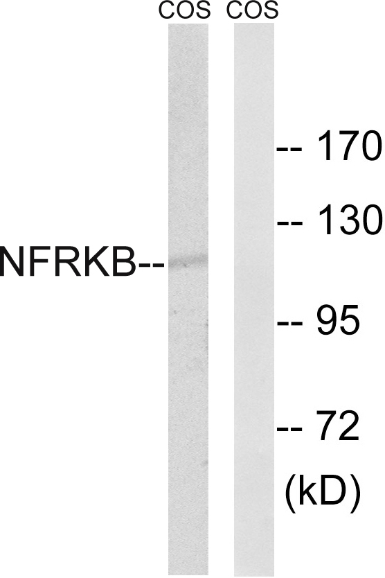 NFRKB Ab