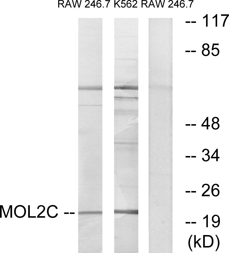 MOB kinase activator 3C Ab