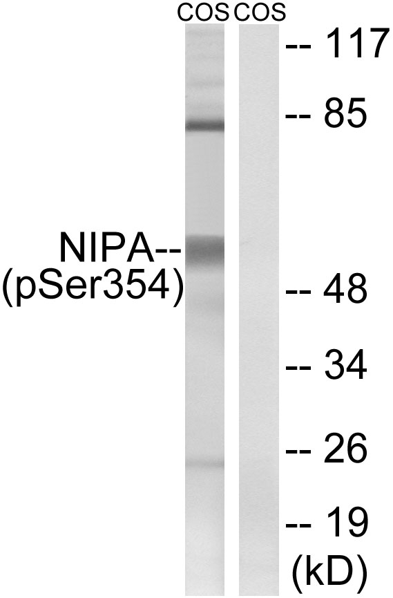 p-ZC3HC1 (S354) Ab