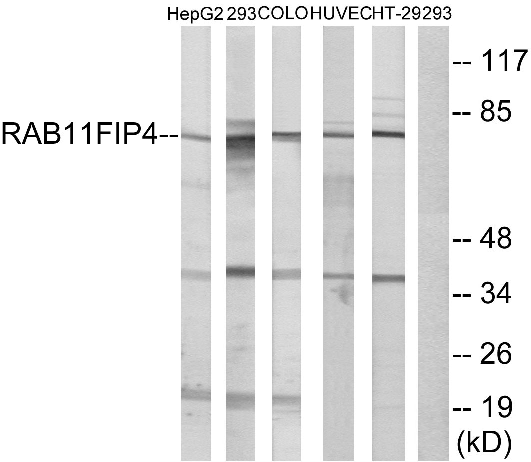 Rab11 FIP4 Ab