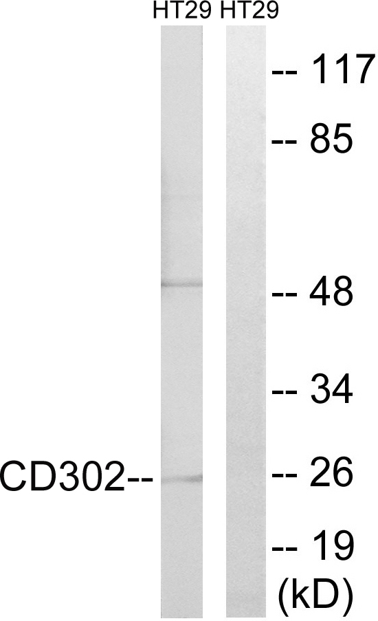 CD302 Ab