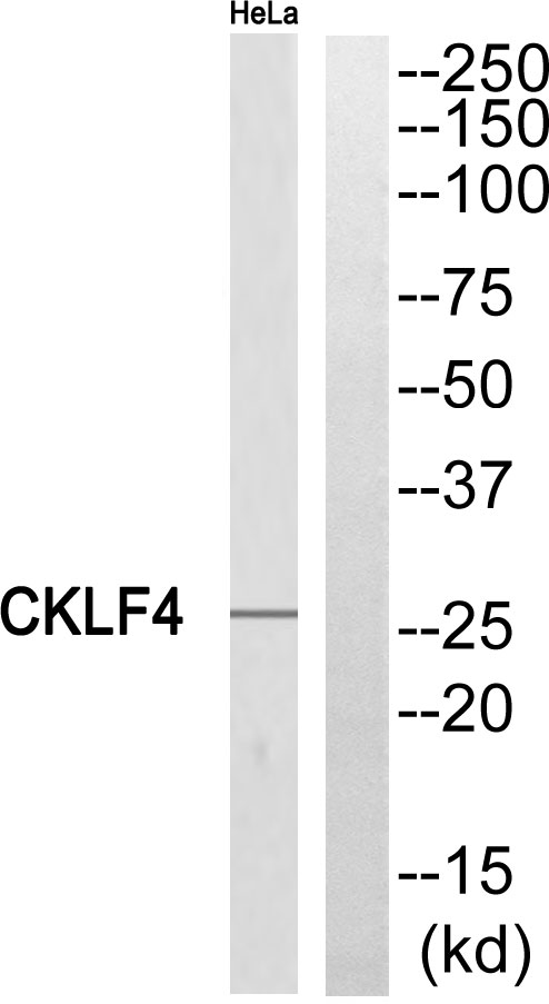 CMTM4 Ab