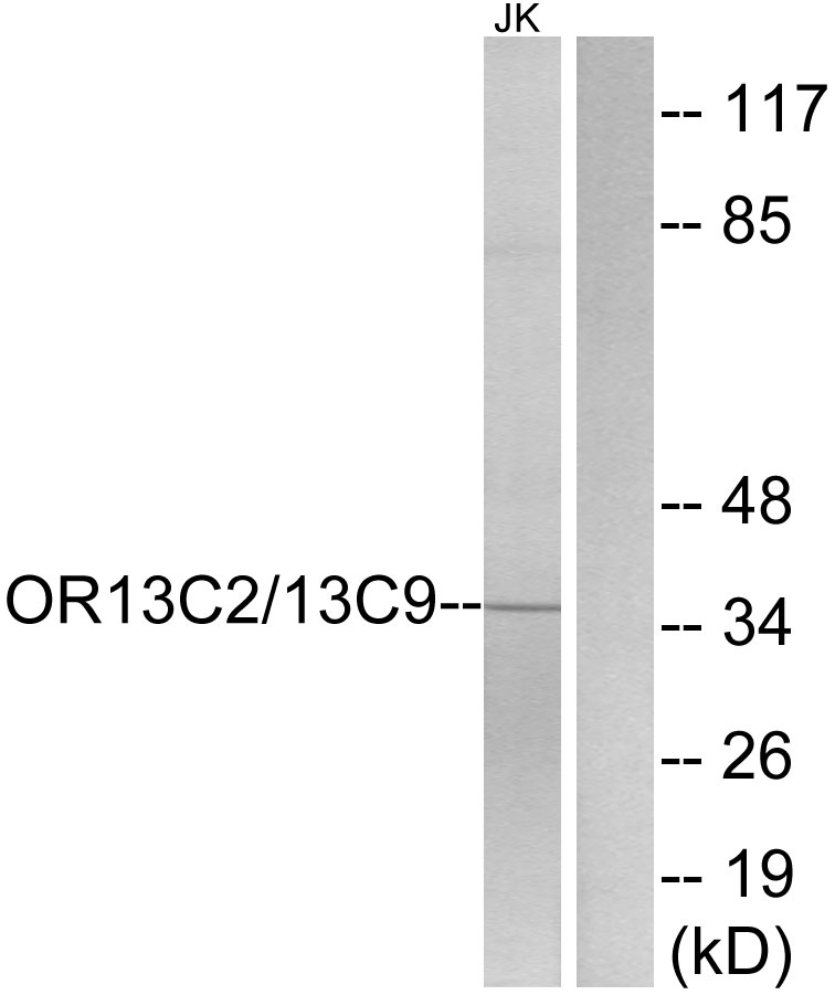 OR13C2/13C9 Ab