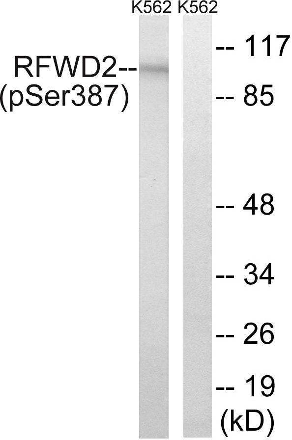 p-COP1 (S387) Ab