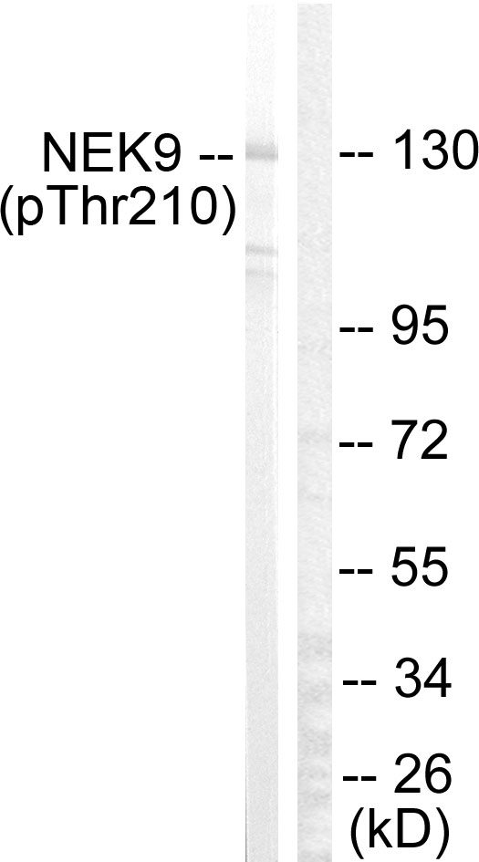 p-NEK9 (T210) Ab
