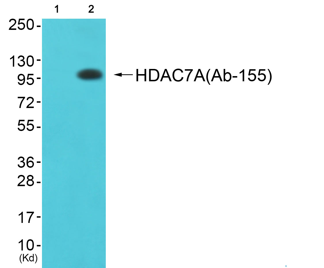 HDAC7 Ab