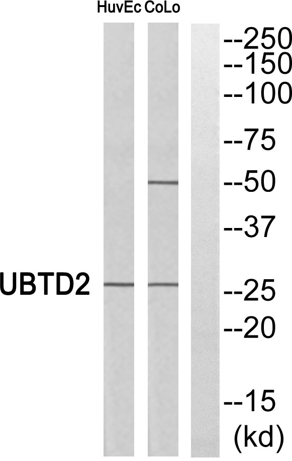 Ubiquitin domain containing protein 2 Ab