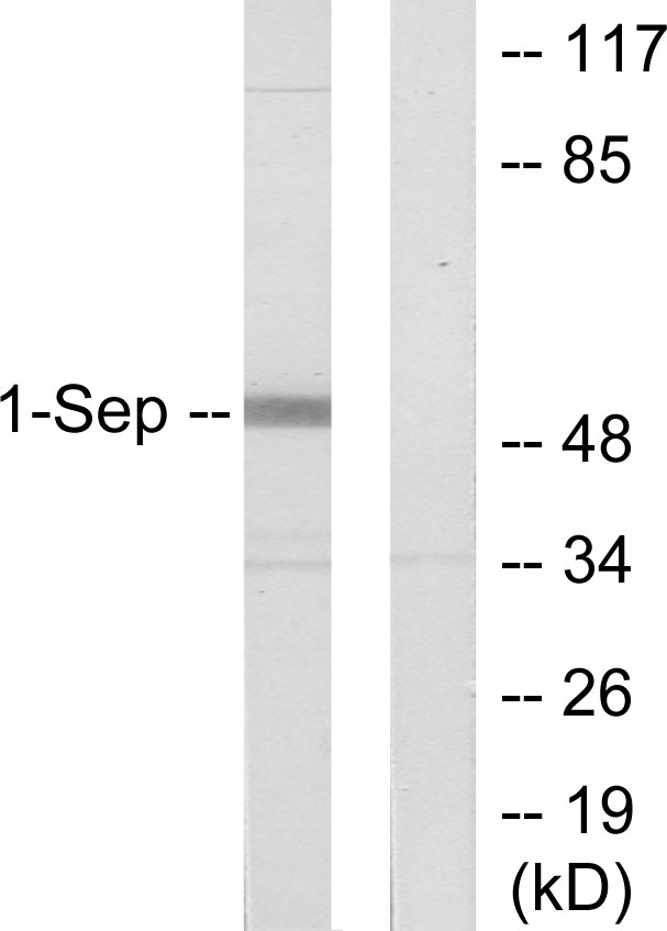 Septin 1 Ab