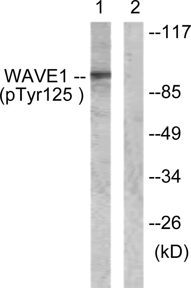 p-WASF1 (Y125) Ab