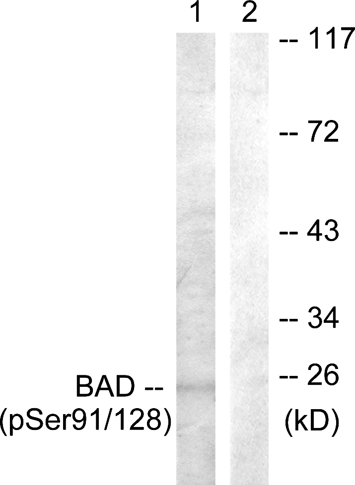 p-BAD (S91) Ab