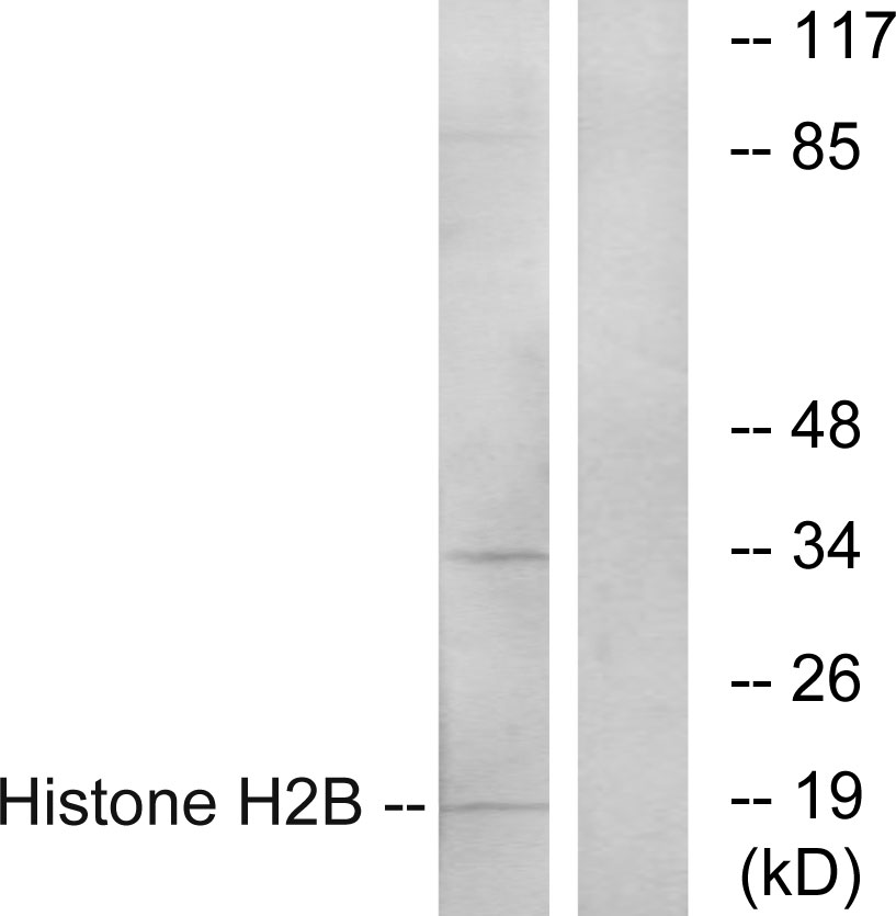 Histone H2B 1H Ab