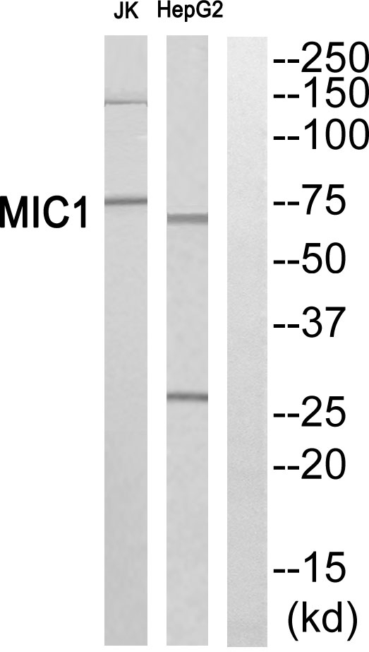 RMC1 Ab