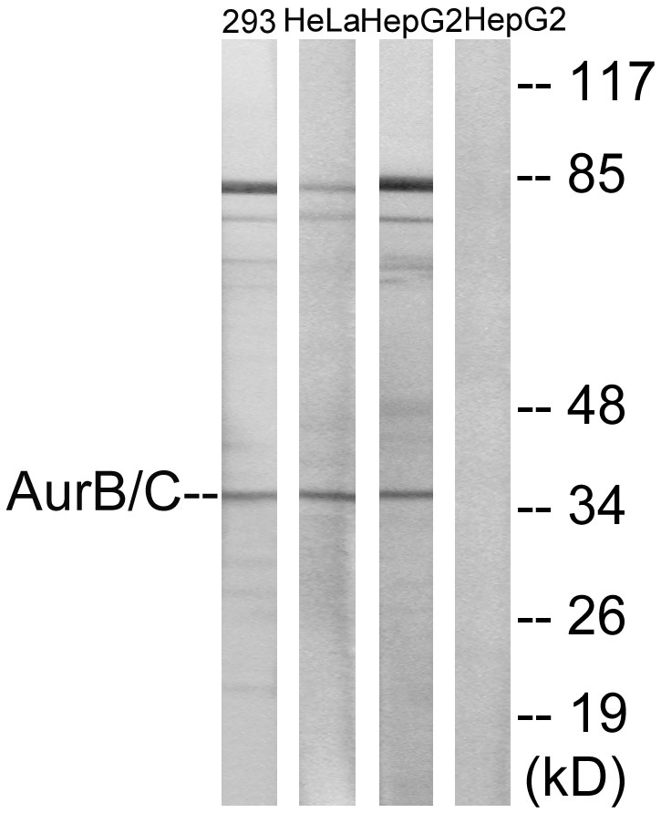 Aurora kinase B/C Ab