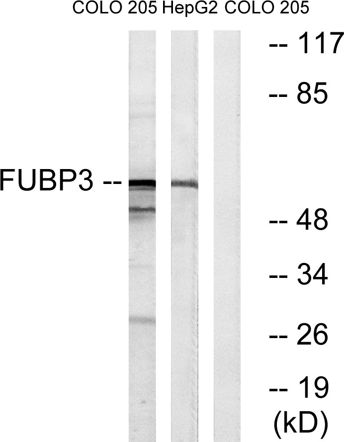 FUBP3 Ab