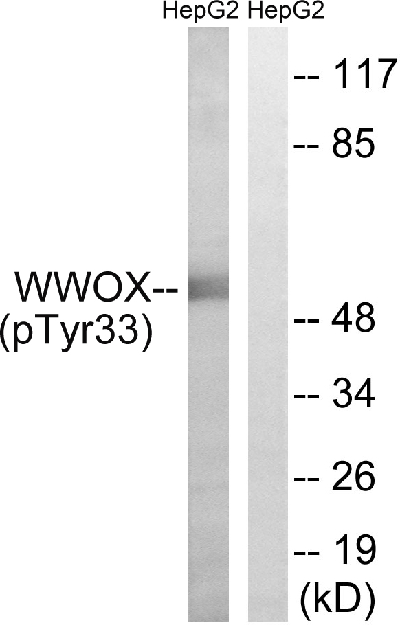 p-WWOX (Y33) Ab