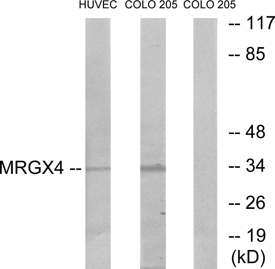 MRGX4 Ab