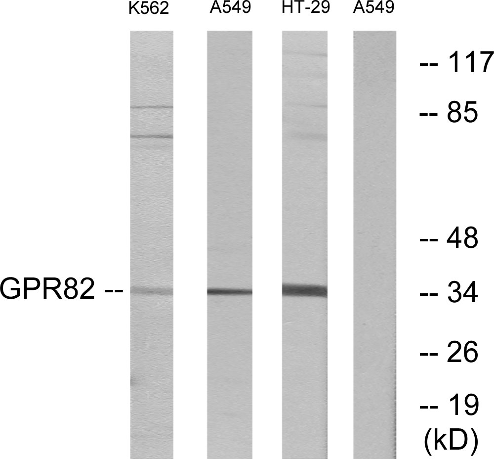 GPR82 Ab