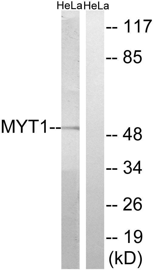 PKMYT1 Ab