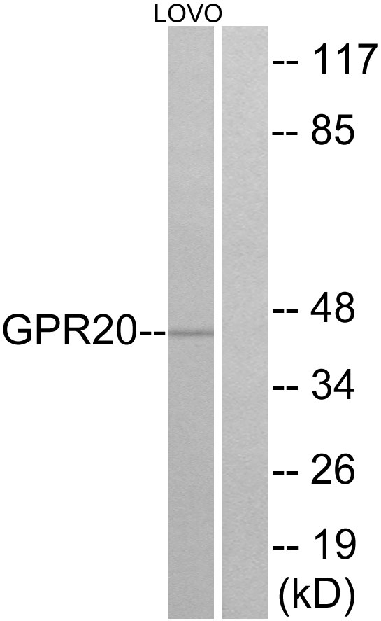 GPR20 Ab