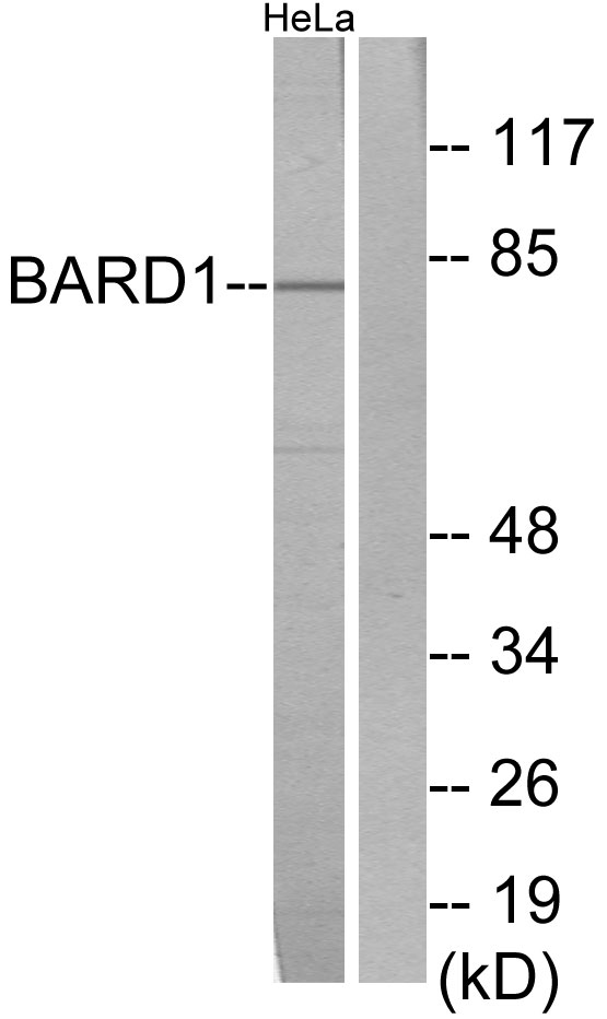 BARD1 Ab