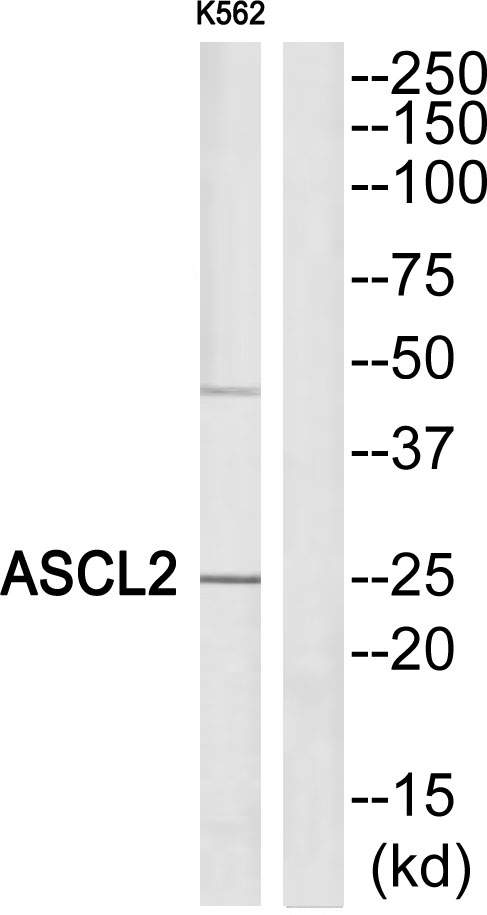 ASCL2 Ab