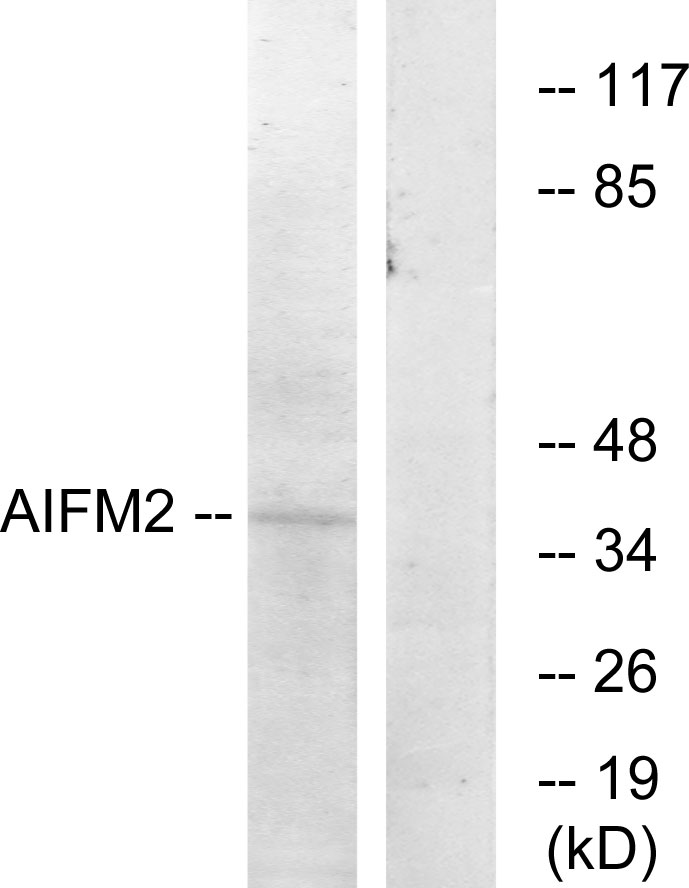 FSP1 Ab